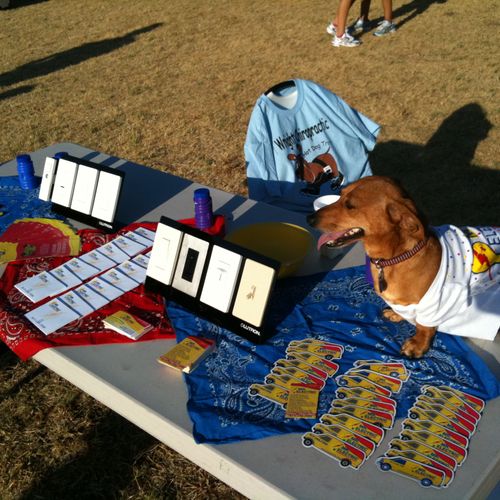Winner of the 2011 Hot Dog Trot dachshund hound ra