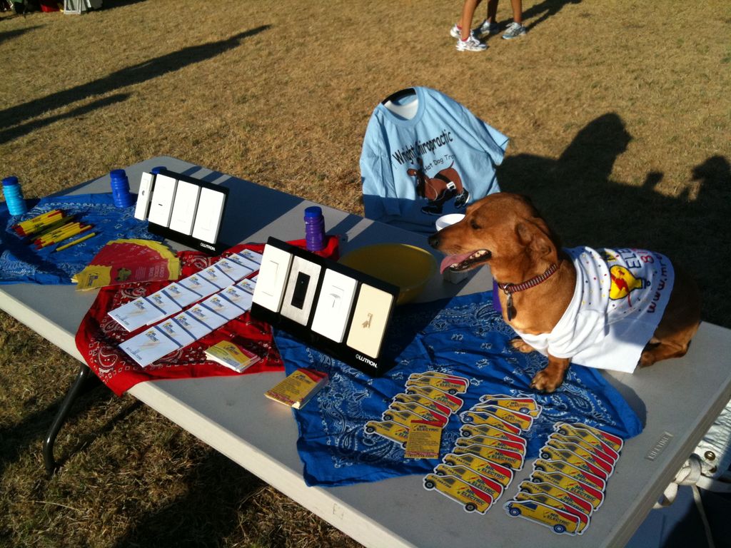 Winner of the 2011 Hot Dog Trot dachshund hound ra