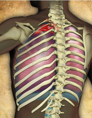 Anatomy