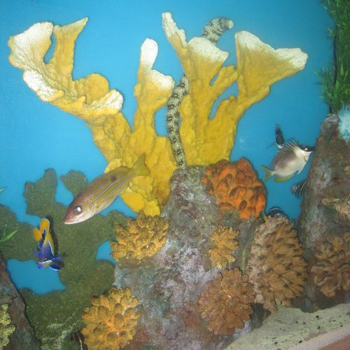 Custom Artificial Coral Reefs