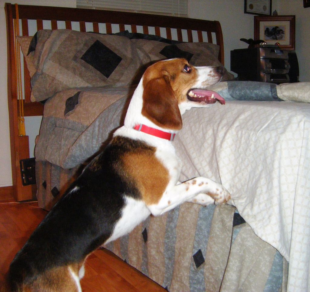 Bed Bug Beagle Nose Best!