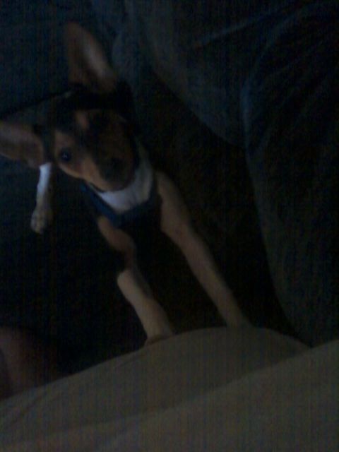 This is my Little sam again hes a  akc reg. rat te