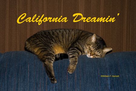 California Dreamin'