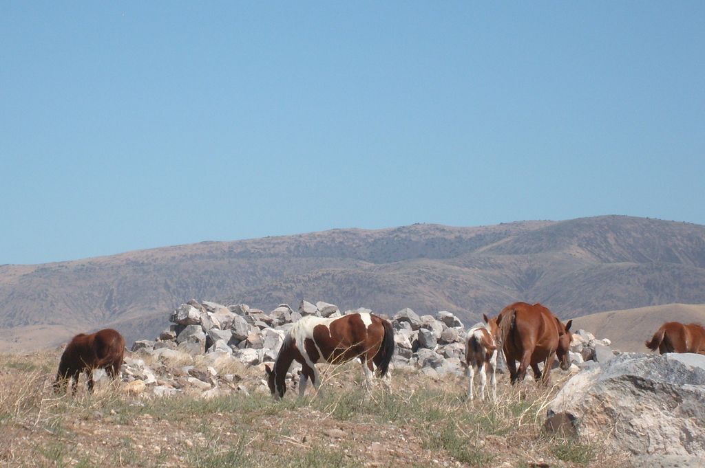 The best thing to do in Reno NV - see wild horses!