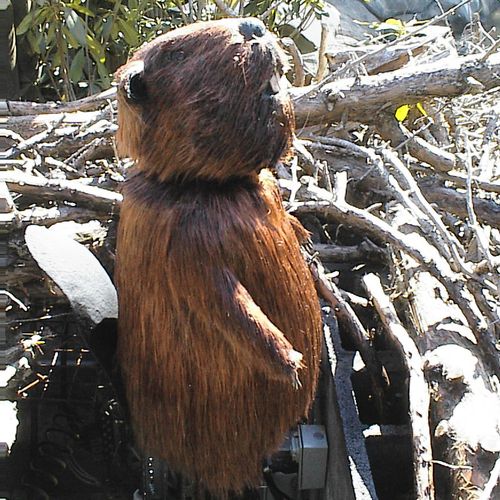 Animated Beaver - Dollywood