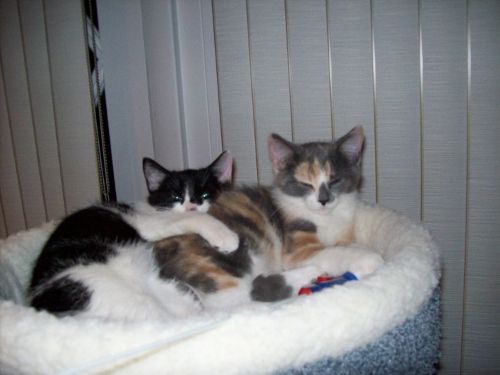 Pogo and Kiwi