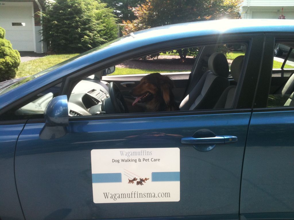 Chloe getting ready to drive to the dog park
