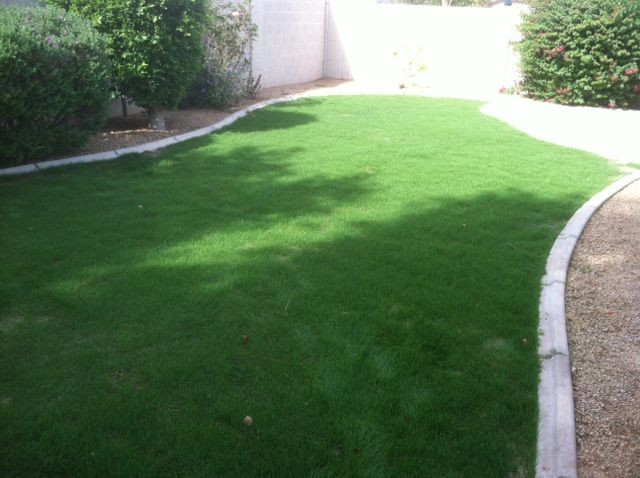 New Winter Lawn