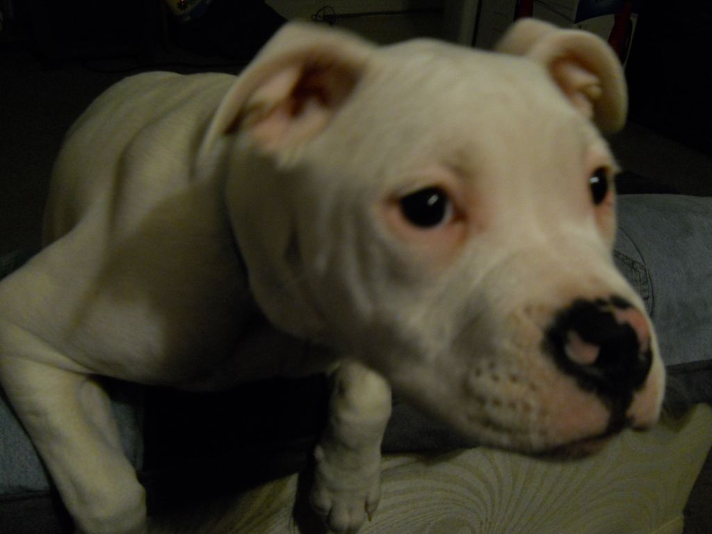 Emmet - Johnsons American Bull Dog!!