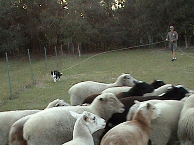 Sheep Herding