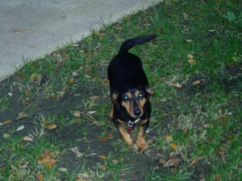 My name is Pebbles and my mommy is the owner and s