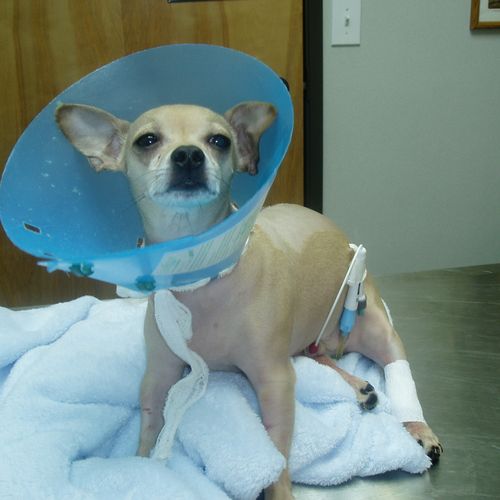 This is Rocco after he had surgery. He was still i