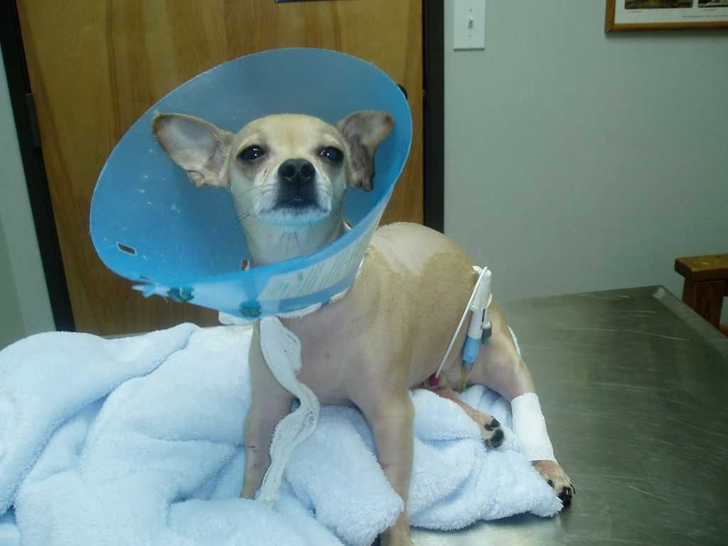 This is Rocco after he had surgery. He was still i