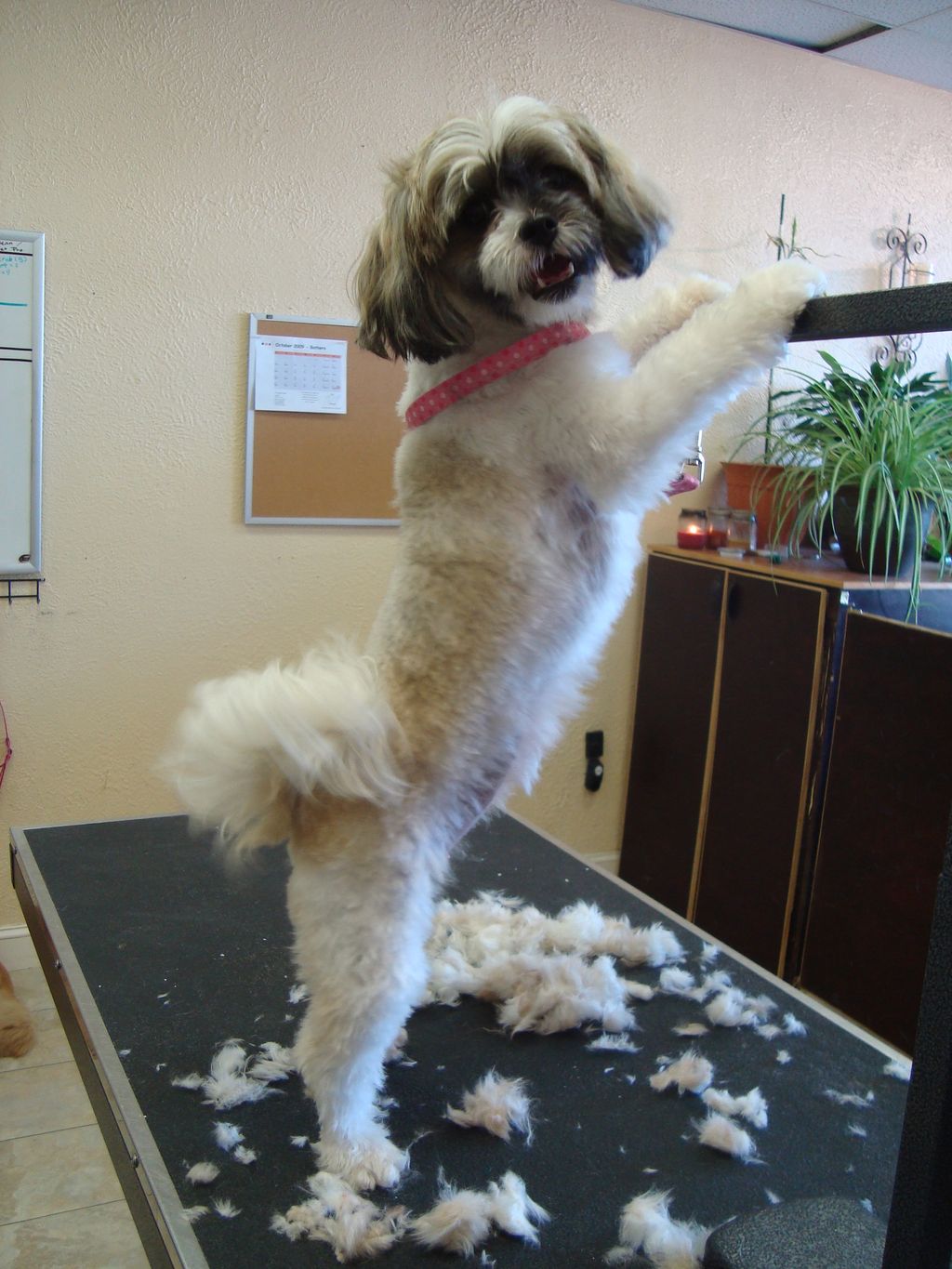 Some of our pups like to pose....