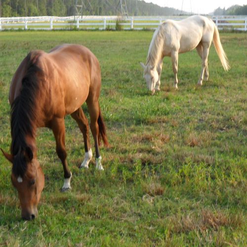 Horses in pasture at Iron Horses Riding Stable