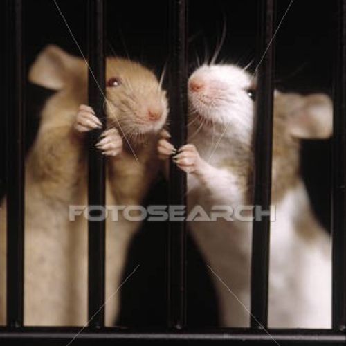 two mice in jail