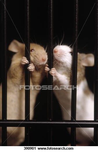 two mice in jail