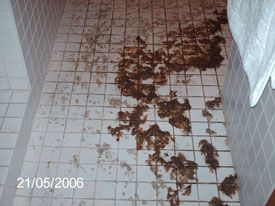 Bathroom flood with sewage-BEFORE