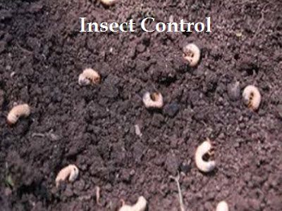 Insect control