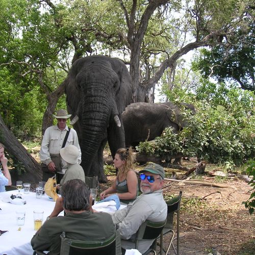 Invite an elephant to breakfast while on an Africa