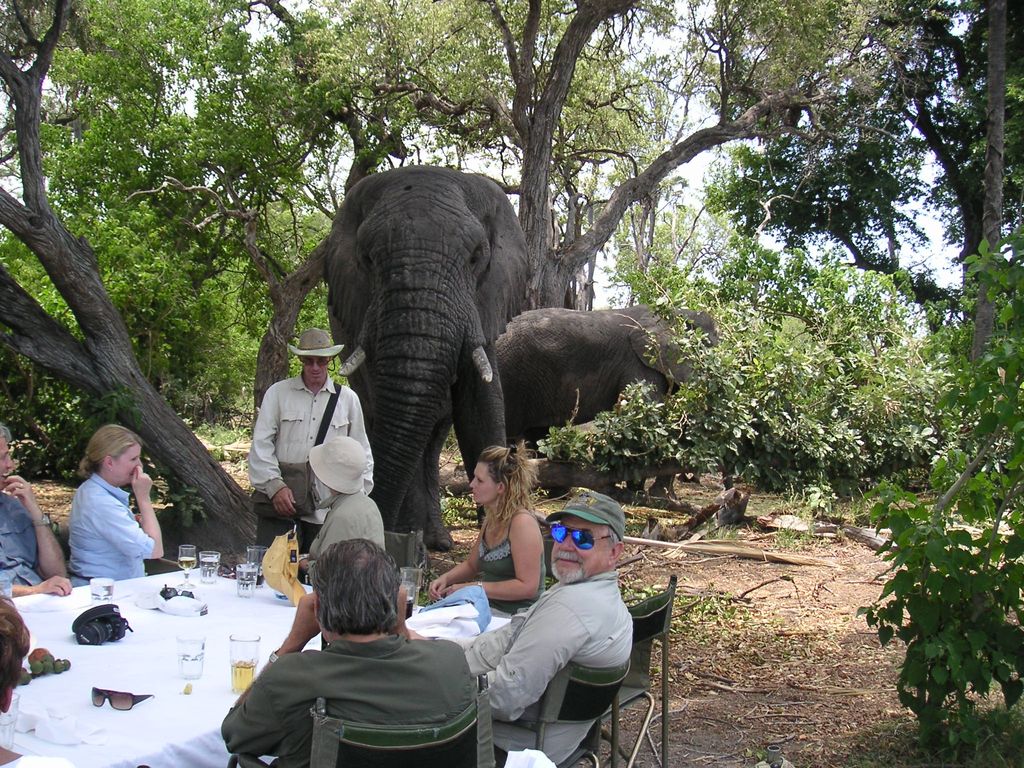 Invite an elephant to breakfast while on an Africa