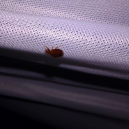 An adult male bed bug on a mattress.