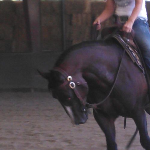 Horse training for all breeds and disciplines, fro