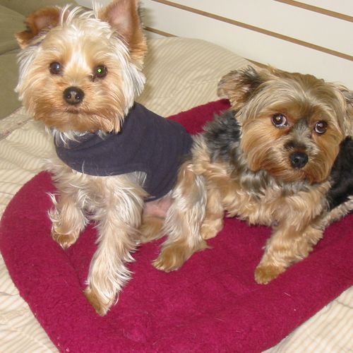 Bella and Milo are yorkie pals with the same owner