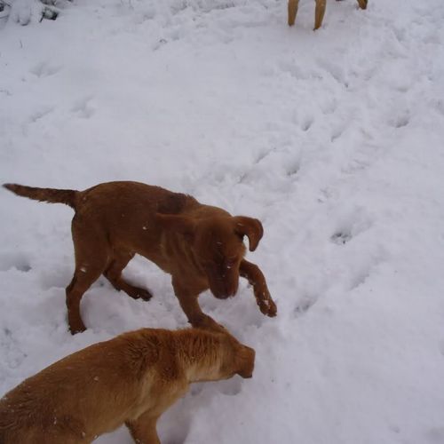 Red Dudley Labrador pup Red. Red now both points a