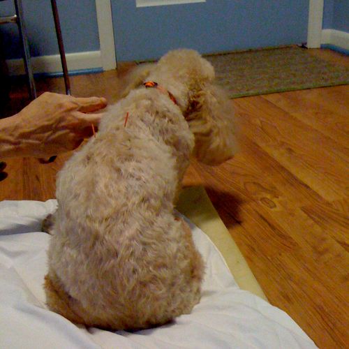 Poodles love their acupuncture!