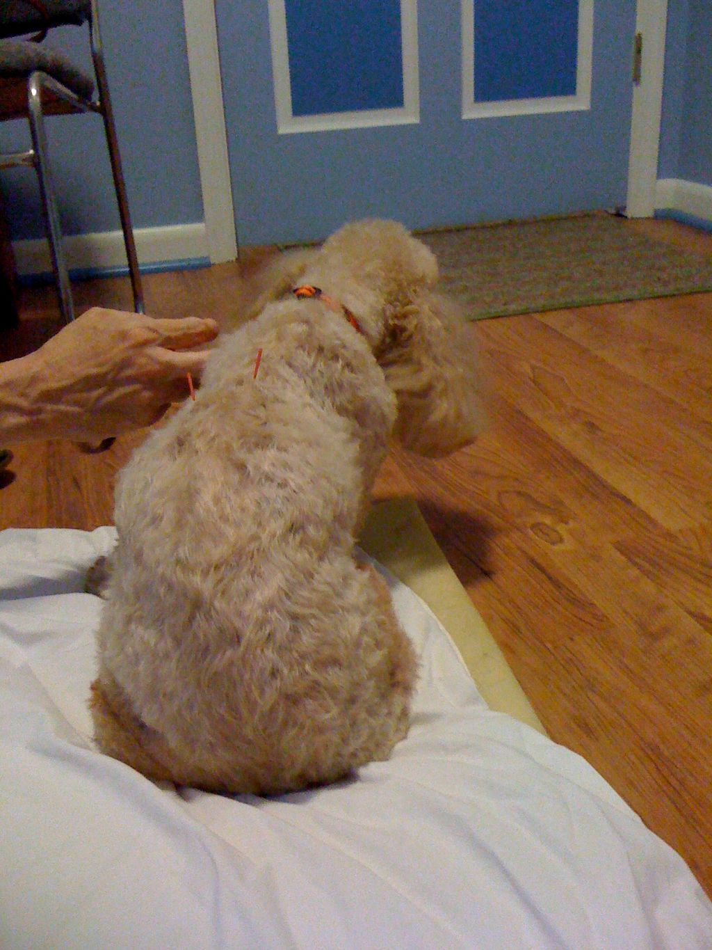 Poodles love their acupuncture!