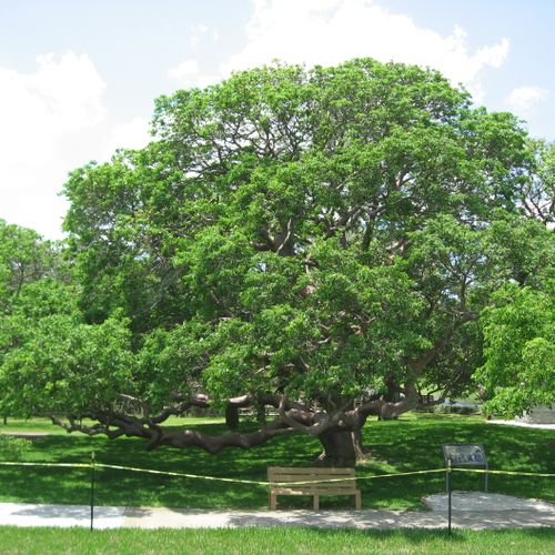 Stressed tree recovery programs
