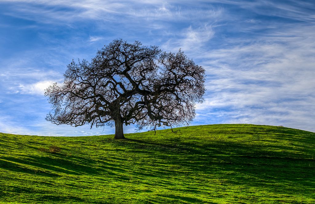 Fine Art/Sonoma Tree