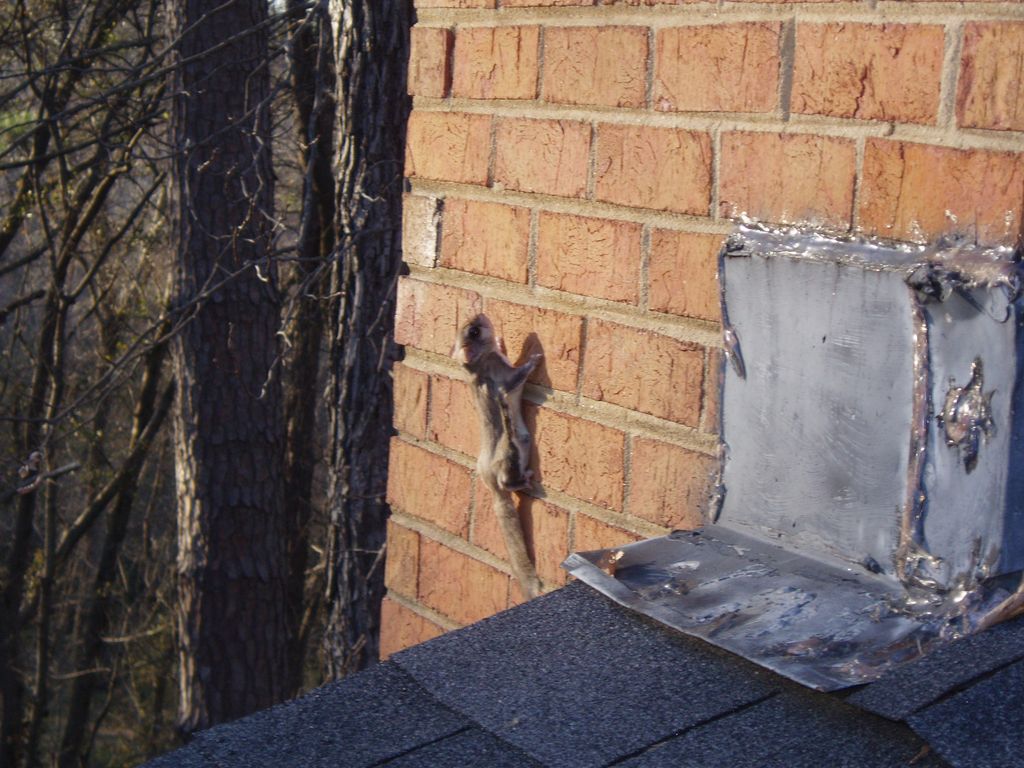 flying squirrels