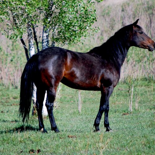 A cutting mare that was bred to our stallion