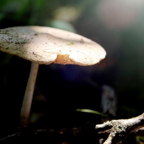 Mushroom Hiding