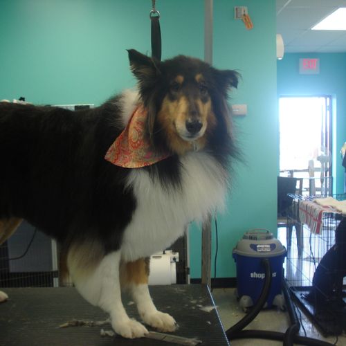 We groom all breeds of dogs and cats