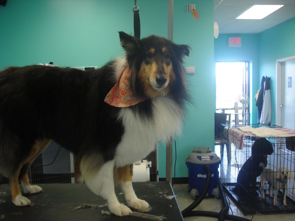 We groom all breeds of dogs and cats