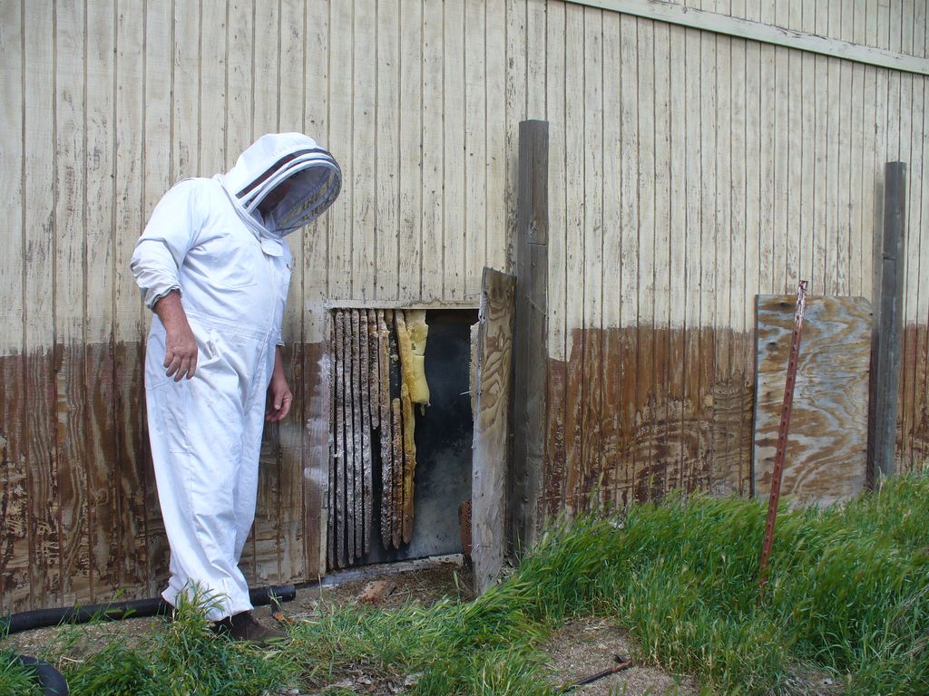 Bemergency Bee Removal