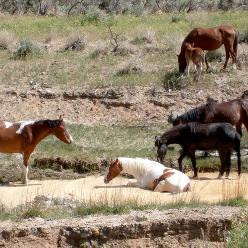 Wild Horses enjoying a spring time bath