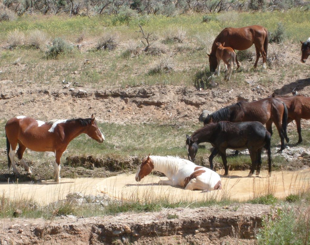 Wild Horses enjoying a spring time bath