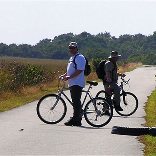 Bicycling through the Everglades