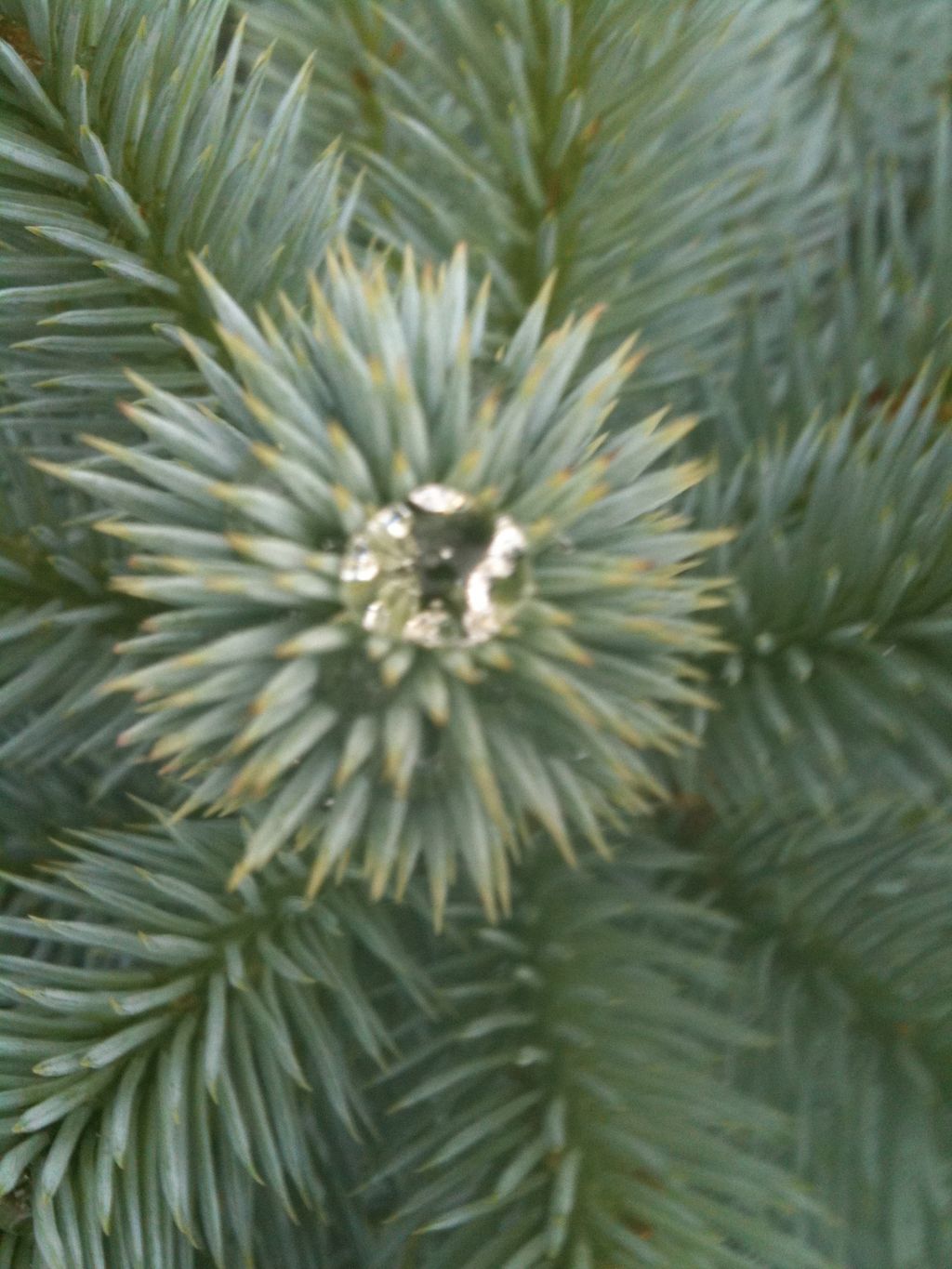 the world in a dew-drop