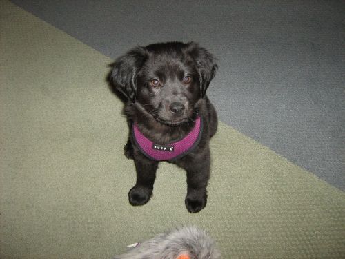 Laci as a puppy