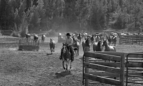 leading a heard of 200 to pasture.