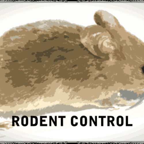 Mice & Rat pest control Andover, Ballardvale, MA; 