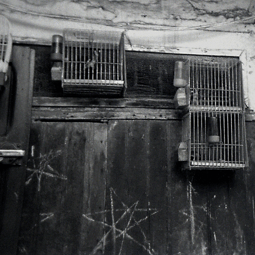Black and white, 35mm "Caged Birds" Morocco