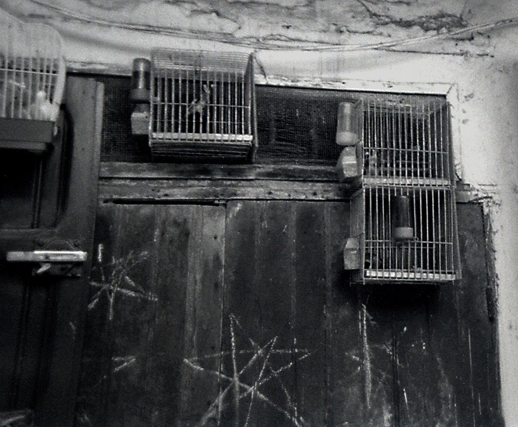 Black and white, 35mm "Caged Birds" Morocco
