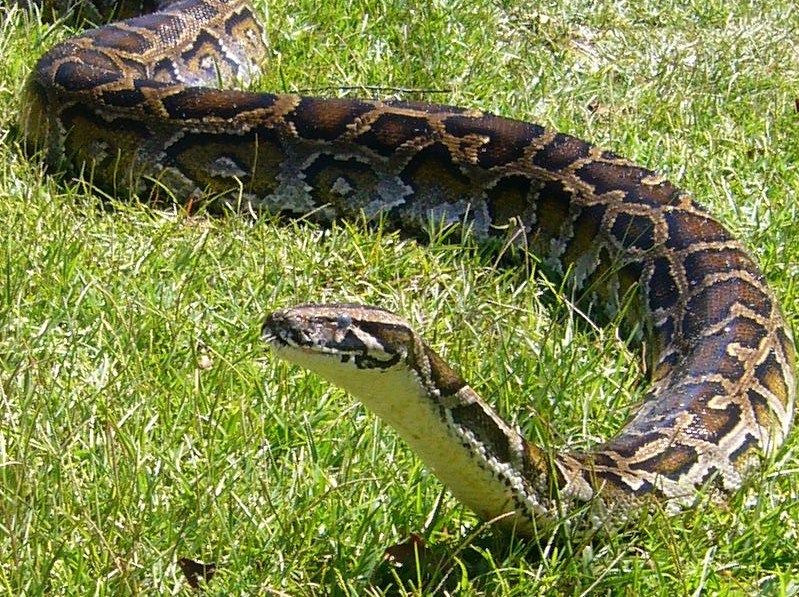 Jake the Python