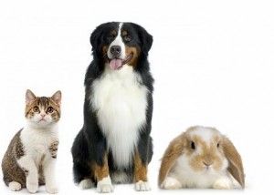 Boneified Pet Services